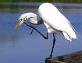 Great Egret