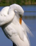 Great Egret