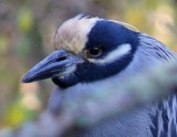 Yellow-crowned Night Heron