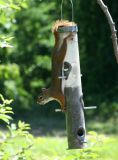 Red Squirrel