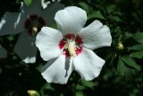 flower45.jpg