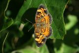 Pearl Crescent