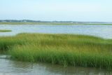 Beach Grass