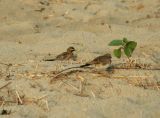 Pair of Horned Larks