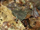 Fowlers Toad