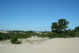 Beech Forest Dune