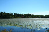 Beech Forest Pond