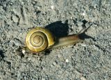 Land Snail