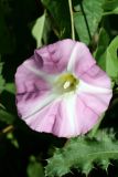 Hedge Bindweed