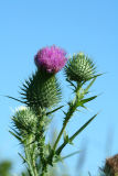 Bull Thistle