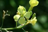Evening Primrose