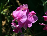Beach Pea