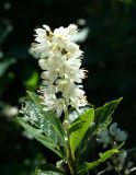Sweet Pepperbush