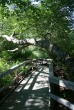 Red Maple Swamp
