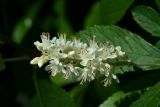 Sweet Pepperbush