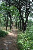Trail thru Pilgrim Heights
