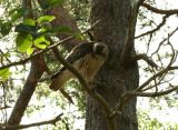 Red-tailed Hawk