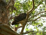 Red-tailed Hawk