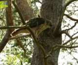 Red-tailed Hawk