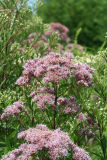 Joe-pye Weed