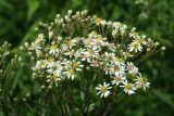 Flat Top White Aster