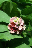 Groundnut