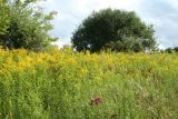 Field of Goldenrod