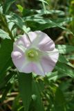 Hedge Bindweed