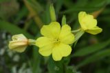 Evening Primrose
