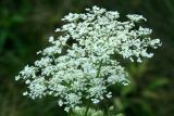 flower51.jpg