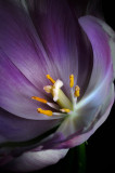 D4B_1730Tulip1.jpg