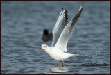 Mouette Rieuse 35