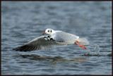 Mouette Rieuse 36