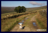 what could be better than an early morning walky?