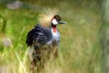 Exotic Bird # 6 : Crested Crane