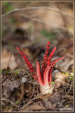 Inktviszwam - Clathrus archeri