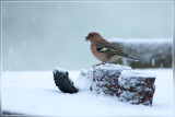 vink - Fringilla coelebs