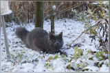 Poekies first snow !