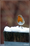 Roodborst - Erithacus rubecula