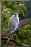 Koereiger - Bubulcus ibis