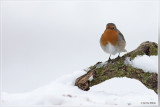 Roodborst - Erithacus rubecula