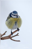 Pimpelmees - Cyanistes caeruleus