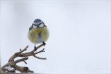 Pimpelmees - Cyanistes caeruleus