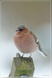 vink - Fringilla coelebs