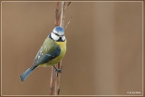 Pimpelmees - Cyanistes caeruleus