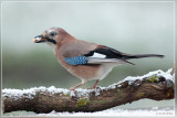Gaai - Garrulus glandarius