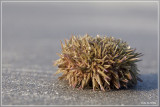 Kleine zeeappel - Psammechinus miliaris