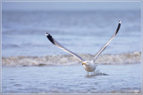 Zilvermeeuw- Larus argentatus