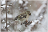 Vink - Fringilla coelebs