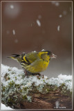 Sijs - Carduelis spinus